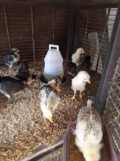 chicks