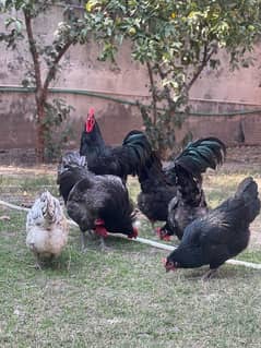 Australorp heritage chicks black