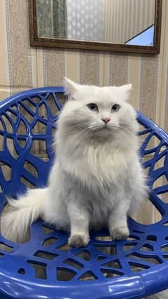 persian white cat