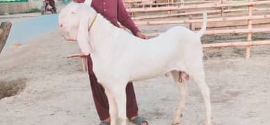 Desi Bakra for Sale Qurbani & Breeding Ke Liye Best Choice_03126068910