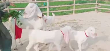 Rajanpuri Bakri 3 Bacchon Ka Sath For Sale _03126068910