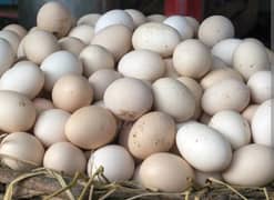 Desi eggs and chickens for sale