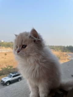 triple coated persian cat