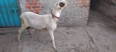 chatra (Lakha) Bakra for sale