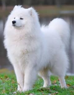 BIG WHITE FLUFFY DOG BREEDS THAT ARE EYE-CATCHING