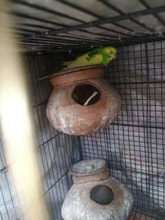 11 birds for sale imm