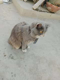 female cat