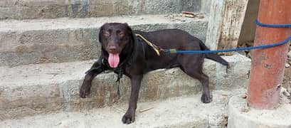 labrador female