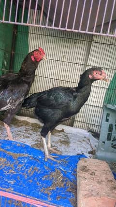 Aseel pair egg laying female trio