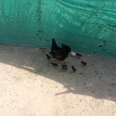 aseel murgi with 10 chicks for sale