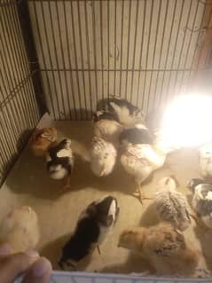 thai crass aseel chicks for sell