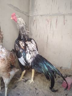 Aseel Male & 2 Females For Sale