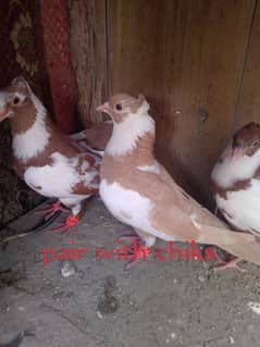 all pigeon for sale location muzaffarghr