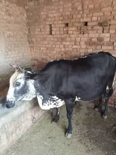 desi cow 03076109536