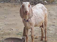 Femail Goat Gaban For Sale 0307-8888561