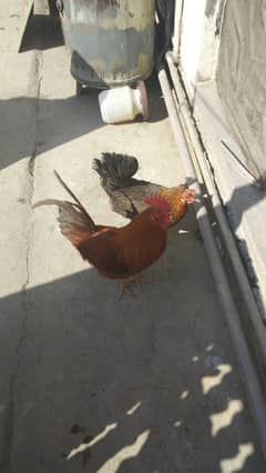 Egg Laying Pair Gher k paly hoye