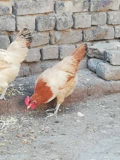 Beautiful egg laying hen rawalpindi 0333 5426527