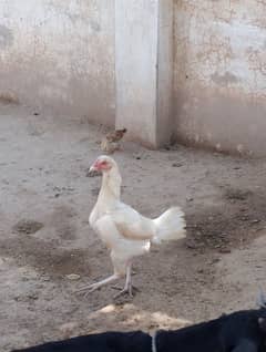 aseel paper white hen