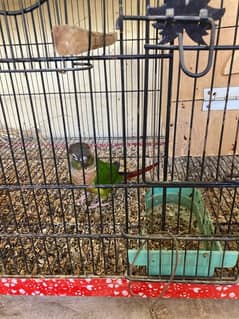 birds cages pinaple conure pair or love bird