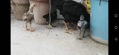 Asell checks for sell lakha +black mushki karas he ful active he