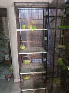 0327-0277654/Cage/parrot/love bird/cremino/decino/albino/pastel/par bl