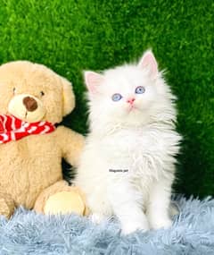 white blue eyes Persian  | Triple Coated | Persian cat babies