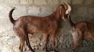 desi Bakra for sale 0370,,46,,85,,463