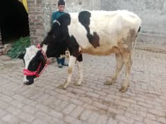 cow pure ferzion 03075393493