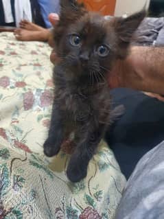 Very active, cute & playful triple coat Black Persian kitten available