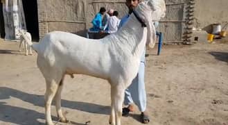 Premium Rajanpuri Goat for Sale CALL _03207353182