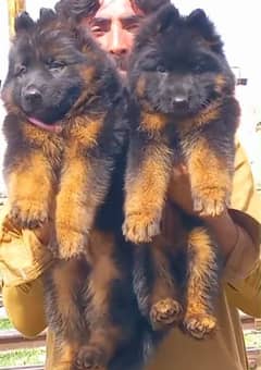 German shepherd  proper long coat puppies black mask