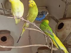 Australian budgies parrot