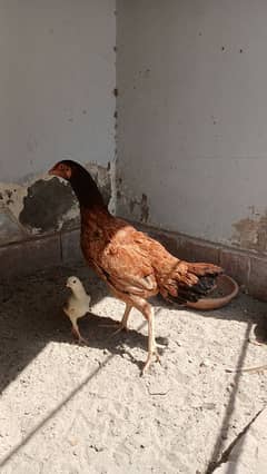 aseel with chick and 1 desi