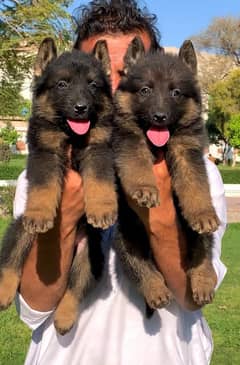 long coat German shepherd puppies for sale / 0341/5771355