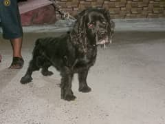 American cocker spaniel dog