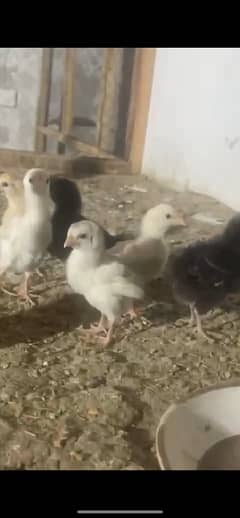 Chicks available ( diff breeds )