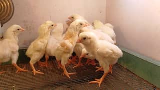 White Aseel | Heera | Heera Aseel | Quality Chicks