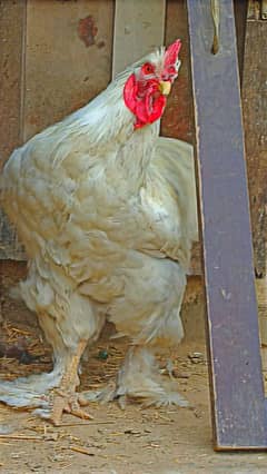 White Buff Fertile Eggs