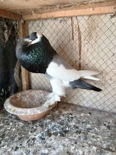 magpie 100%breeder pair