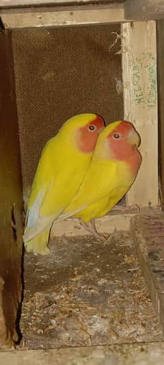 LOVE BIRDS SALE