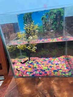 aquarium with decoration and fish’s urgent