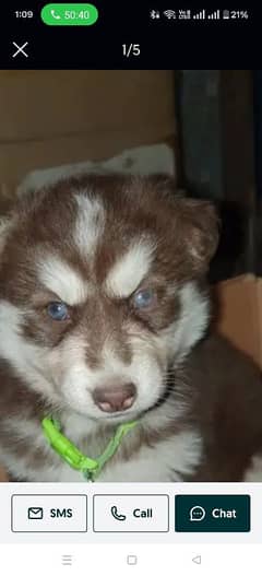 Sibarian. Husky pair with 4 puppies