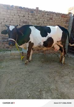 cow