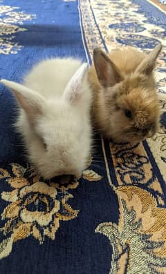 English Angora Rabbits Pair