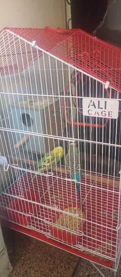 Australian parrots with cage