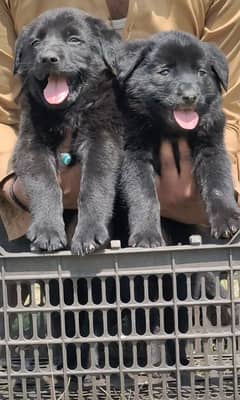 black Shepherd long coat male female Jodi 2 month for sale