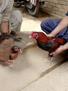 original aseel cook hen mianwali nasal