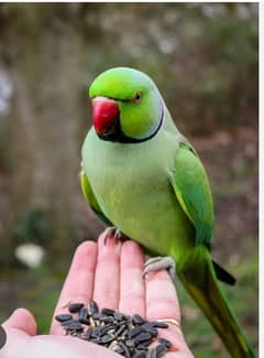 Green Parrot