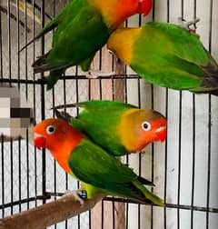 Love birds (Green Fisher) home bread for sale