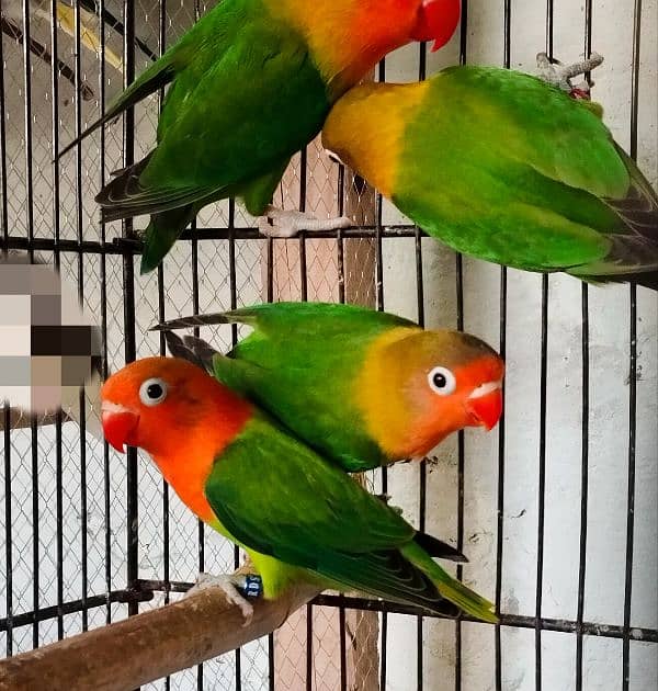 Love birds (Green Fisher) home bread for sale 0
